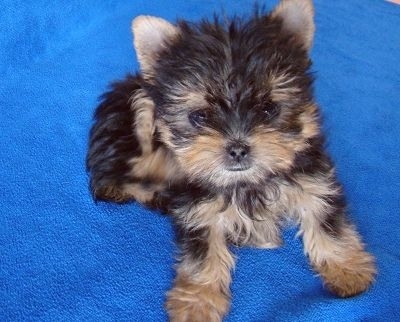 衢州寵物狗市場(chǎng)現(xiàn)象解析，出售信息深度探討與各方觀點(diǎn)碰撞