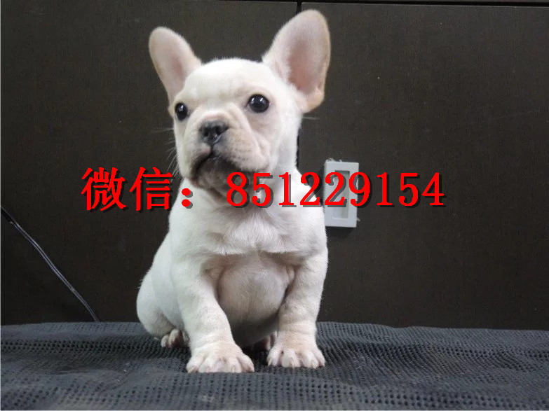 法牛犬行情走勢揭秘，溫馨日常背后的市場趨勢