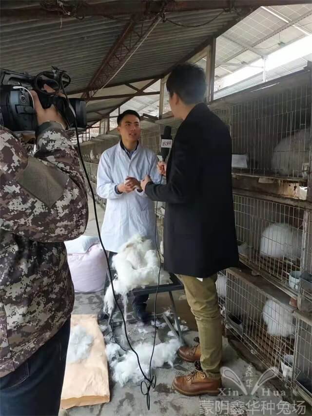 蒙陰兔毛最新價(jià)格及科技時(shí)尚新潮產(chǎn)品體驗(yàn)介紹