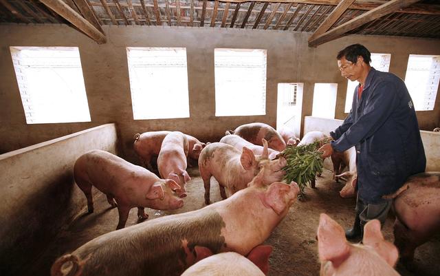 今日瀏陽(yáng)豬價(jià)行情概覽與溫馨小趣事分享