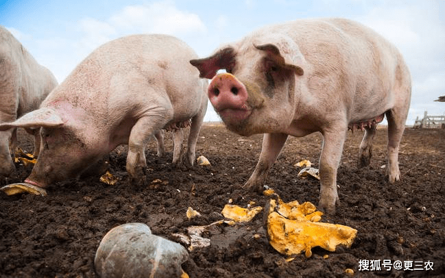 今日瀏陽(yáng)豬價(jià)行情概覽與溫馨小趣事分享
