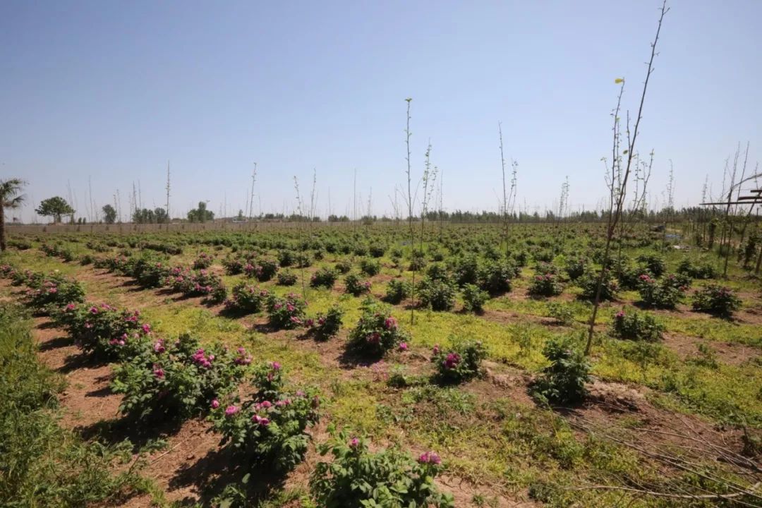 義馬裴村報(bào)房動(dòng)態(tài)資訊，探尋自然美景，啟程心靈之旅