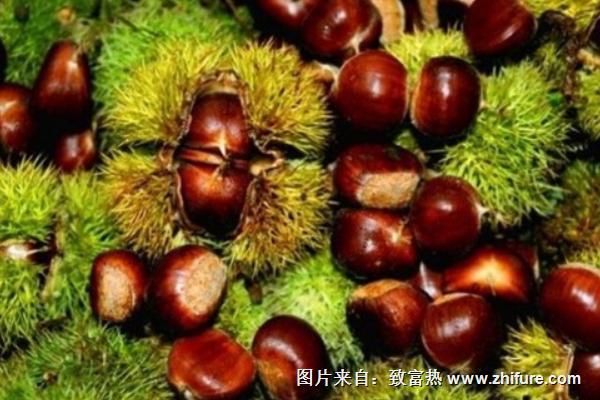 板栗最新行情概覽，市場走勢與產(chǎn)業(yè)地位深度分析