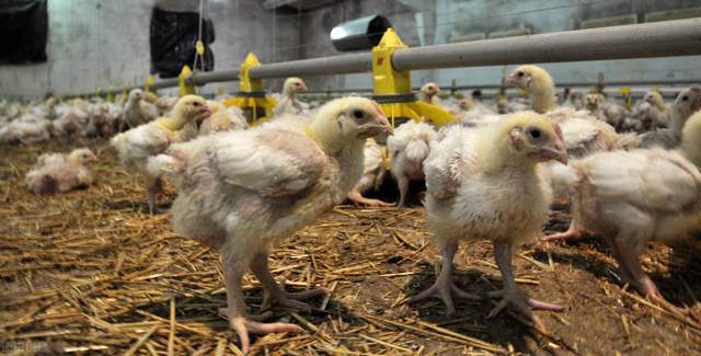 唐山肉雞價(jià)格行情深度解析與趨勢(shì)分析