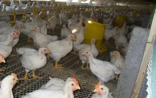 唐山肉雞價(jià)格行情深度解析與趨勢(shì)分析