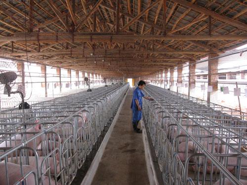 最新豬場(chǎng)管理技術(shù)解析，科技引領(lǐng)畜牧業(yè)邁向智能化未來