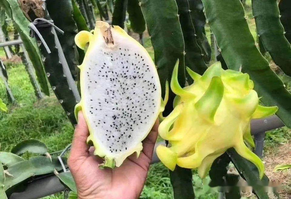 火龍果新品種揭秘，變化的力量與自信成就之旅