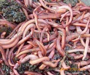 小巷深處的綠色寶藏，蚯蚓種苗價格揭秘