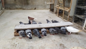 鴿糞新型應(yīng)用，綠色能源的未來與科技創(chuàng)新引領(lǐng)生活變革