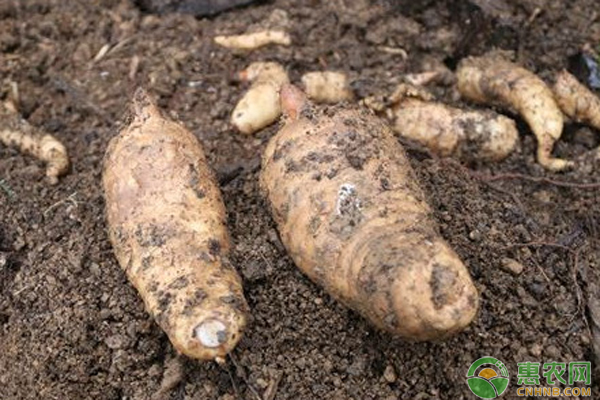 最新天麻行情，變遷之路，無(wú)限可能成就夢(mèng)