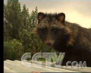 貉子最新價(jià)格行情更新，市場走勢分析