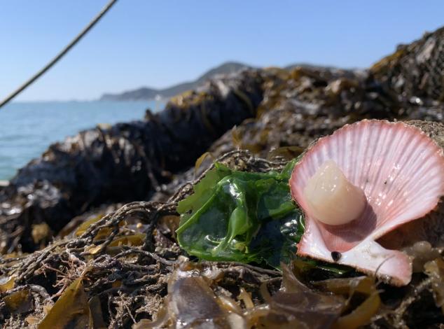 鮑魚最新行情及小巷美食秘境探秘