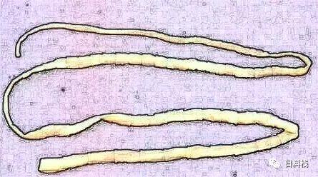 基因港NAD+最新動態(tài)及其解讀