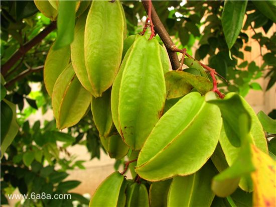 楊桃的甜蜜時(shí)光，友情與陪伴的溫馨故事與上市時(shí)刻揭秘