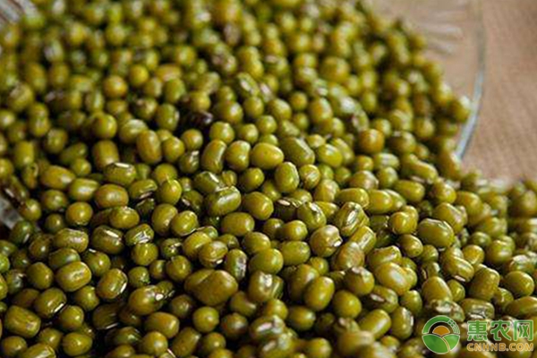 科技賦能下的綠豆市場，最新價格與革新浪潮