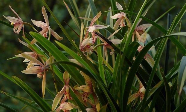 最新蘭花，小巷深處的秘密花園探秘