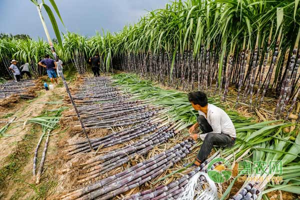 甘蔗行情深度解析，揭秘甜蜜商機(jī)，開(kāi)啟甜蜜事業(yè)之門(mén)！