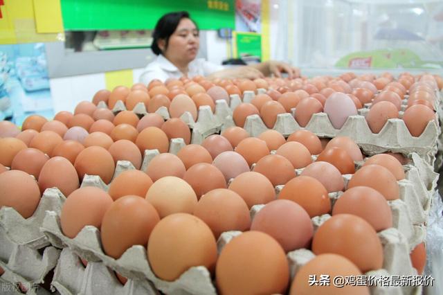 浙江雞蛋行情深度解析與預測報告