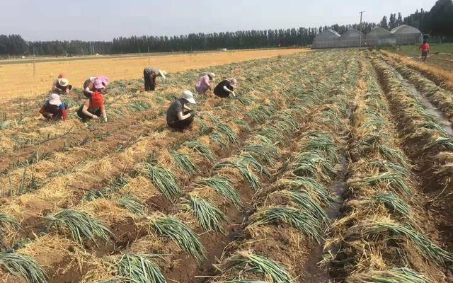 2017年大蔥行情分析與應(yīng)對策略指南