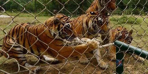 寧波老虎襲擊事件最新進(jìn)展，城市日常中的溫情與友情力量