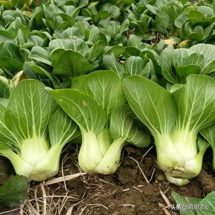 上海青最新價(jià)格行情，時(shí)代脈絡(luò)下的市場(chǎng)波動(dòng)