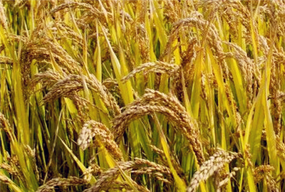 2017年谷子行情預測分析