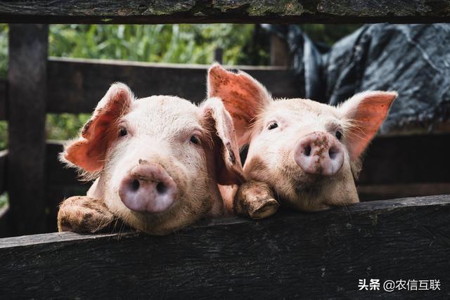 福建漳浦今日豬價(jià)行情分析與概述