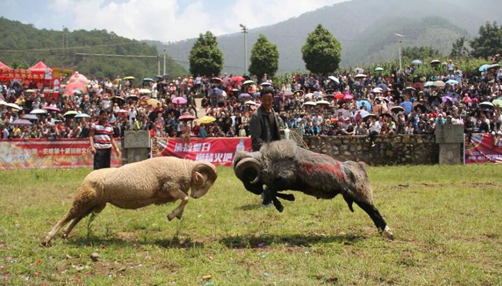 斗羊比賽殘忍視頻直播,斗羊比賽與自信的種子，變化的力量和學(xué)習(xí)的魅力