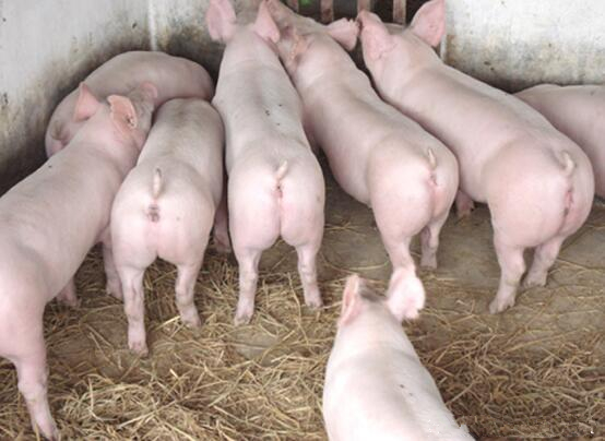 全國今日生豬行情變化，機遇與勵志的力量探索