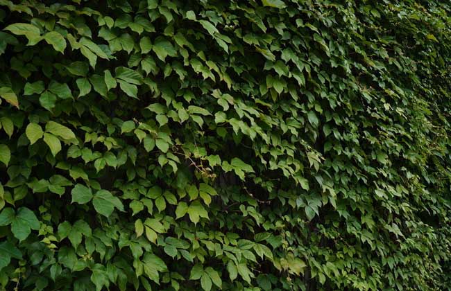 英菲克爬山虎最新版本的巷子風(fēng)情探索之旅