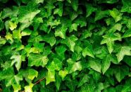 英菲克爬山虎最新版本的巷子風(fēng)情探索之旅