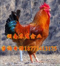 柴雞價(jià)格最新行情及小巷深處的味覺(jué)探秘之旅