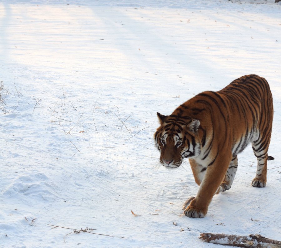 虎威演員表揭秘，舞臺之外的小日常風采