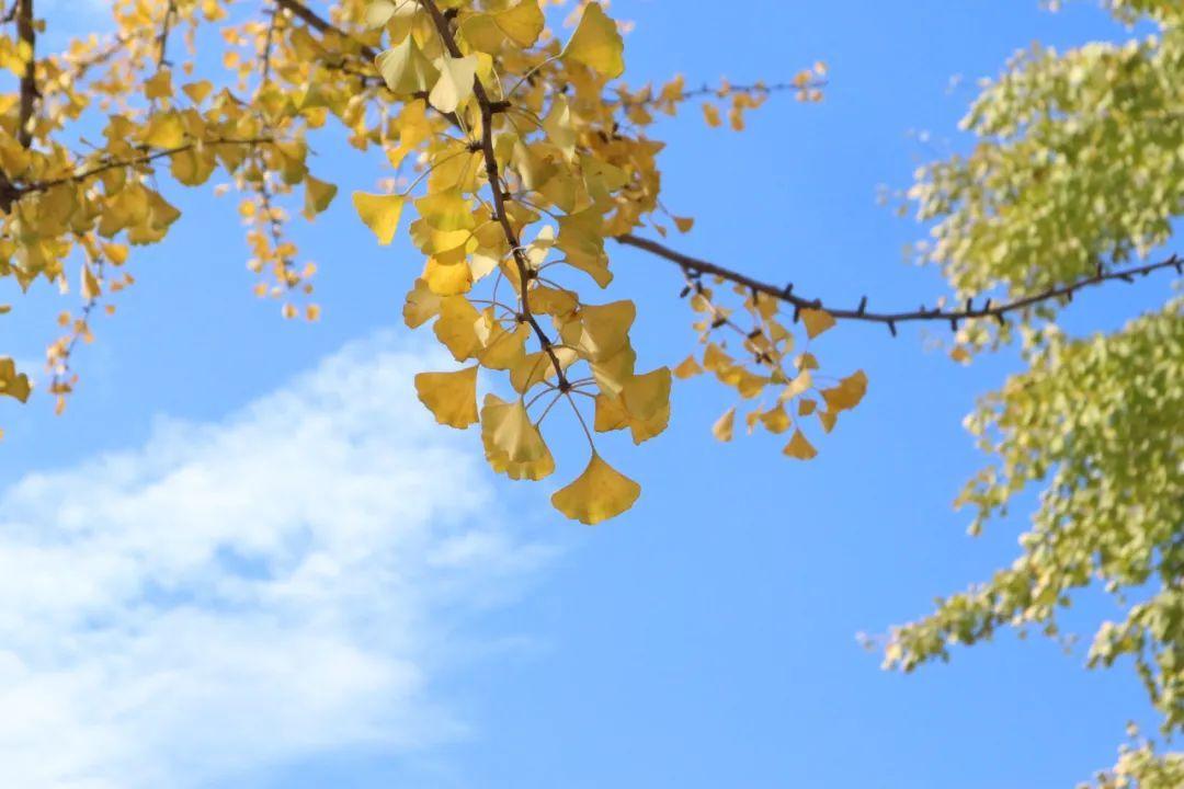 劍河綠化公司招聘啟事，尋找綠色事業(yè)伙伴，共創(chuàng)美好未來！