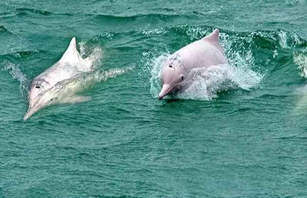 柔浪電影，情感與藝術(shù)的完美融合之旅???
