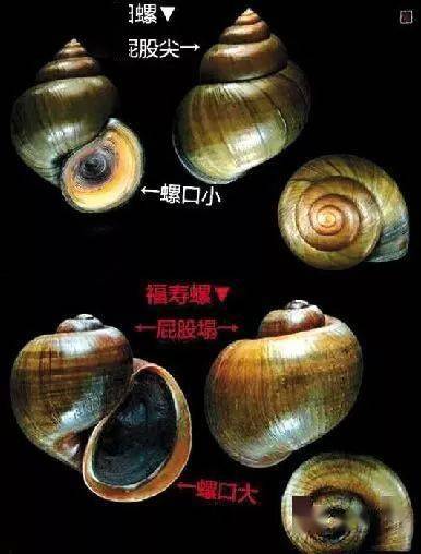 田螺價(jià)格背后的溫情故事，奇遇與收購(gòu)之旅