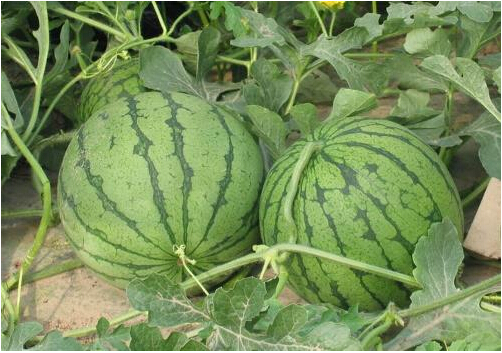 全國西瓜行情深度解析，夏日甜蜜風暴席卷全國！