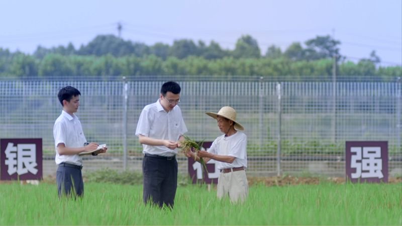 荃銀高科水稻新品種亮相，引領(lǐng)農(nóng)業(yè)科技創(chuàng)新之路