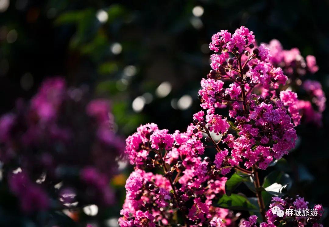 麻城紫薇星城房價(jià)探秘，最新房價(jià)信息與溫馨探房之旅