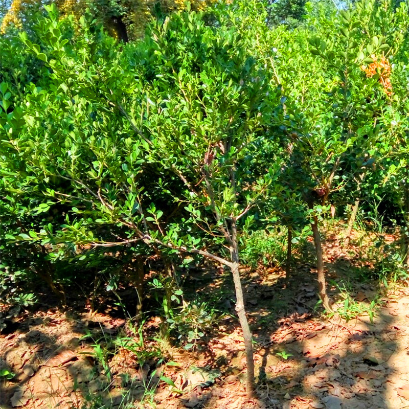 最新黃楊樹5公分價格揭秘，市場行情解析