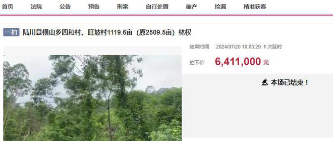 廣西桉樹最新收購價(jià)格及其背后的溫情故事