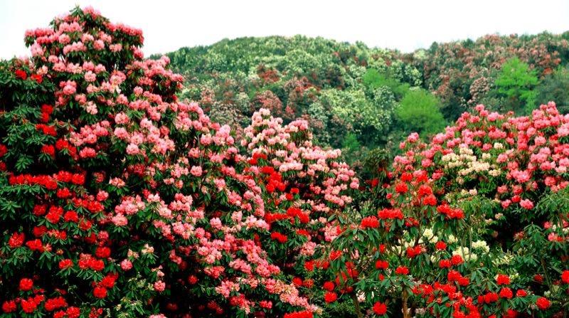 百里杜鵑盛開新篇章，最新新聞聯(lián)播速遞！