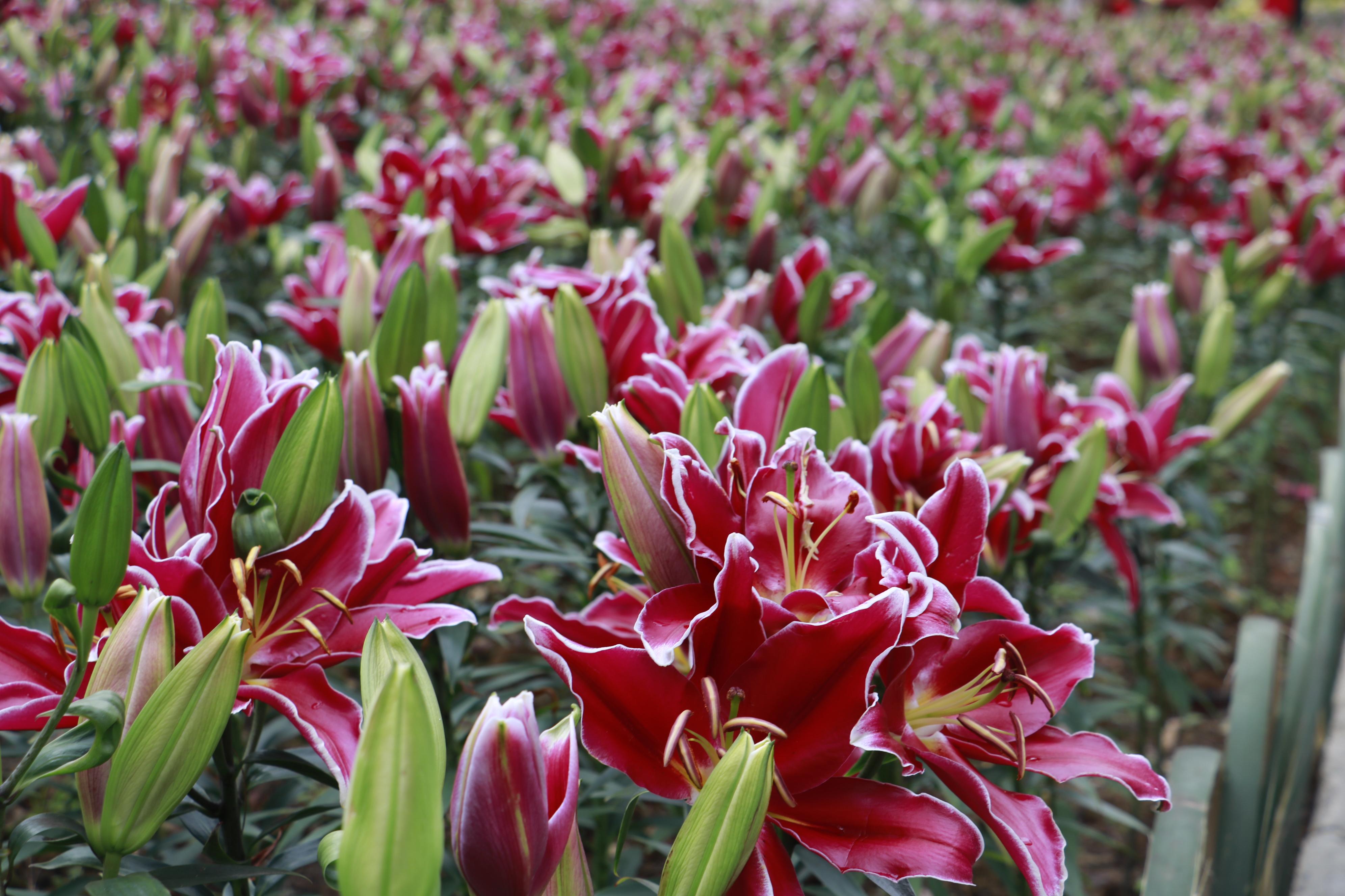 齊齊樂最新游戲安裝包，時代寵兒之選