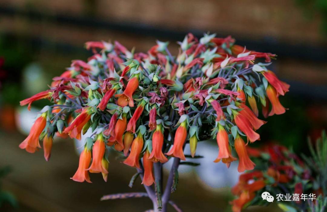 QQ農場最新版下載探討與資源分享