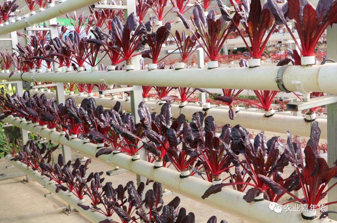 QQ農場最新版下載探討與資源分享