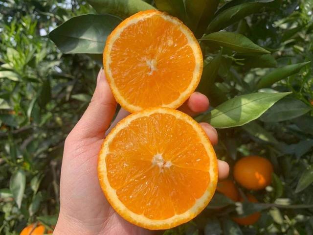 贛南臍橙最新價(jià)格，科技融合傳統(tǒng)，智能生活新潮流領(lǐng)航者