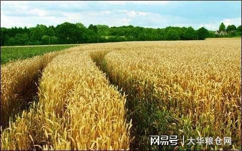 今天小麥最新價格行情，變化中的機(jī)遇與自我成長潛力探索