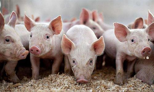 豆粕最新價(jià)格動(dòng)態(tài)，變化中的機(jī)遇與成就的種子