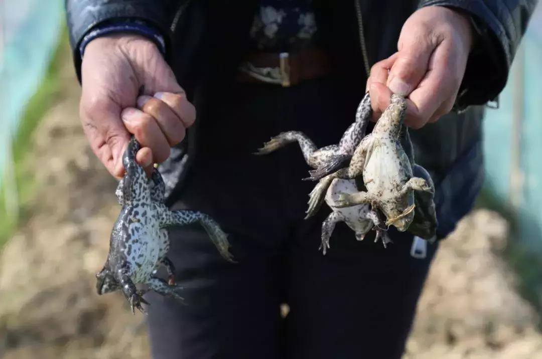 牛蛙價格最新動態(tài)與購買指南，全面步驟解析