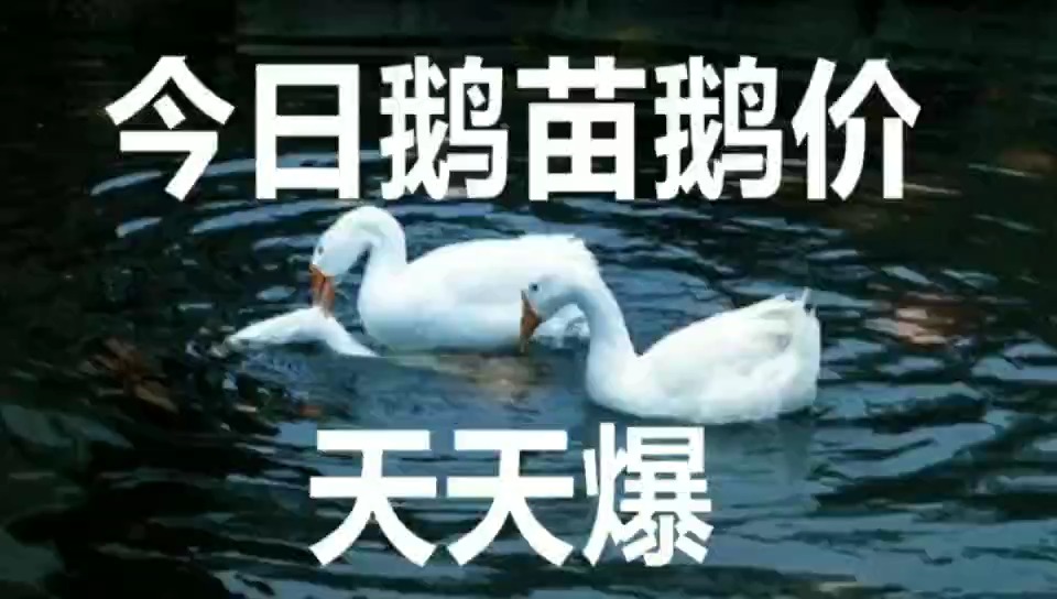鵝最新價格揭秘與行情探秘?